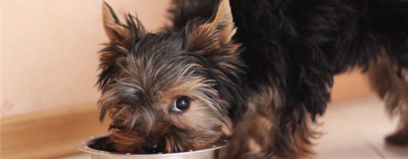 Как правильно кормить щенка йорка: лучшие сухие корма и режим питания