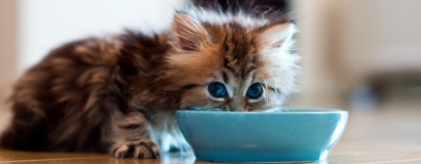 Сколько раз в день нужно кормить котенка? График питания для малышей
