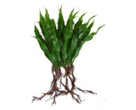 Растение пластиковое для аквариума Hagen Microsorium Java (Папоротник) 20 см (РР250)