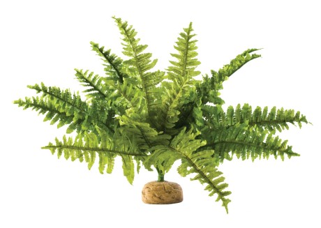 Растение для террариума Exo Terra Boston Fern 25 см (PT2990)