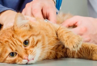 Что делать если у кошки глисты?