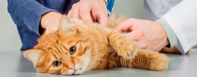 Что делать если у кошки глисты?