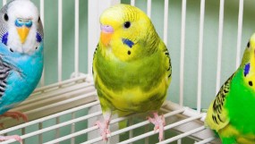 Что нужно в клетку волнистому попугаю?
