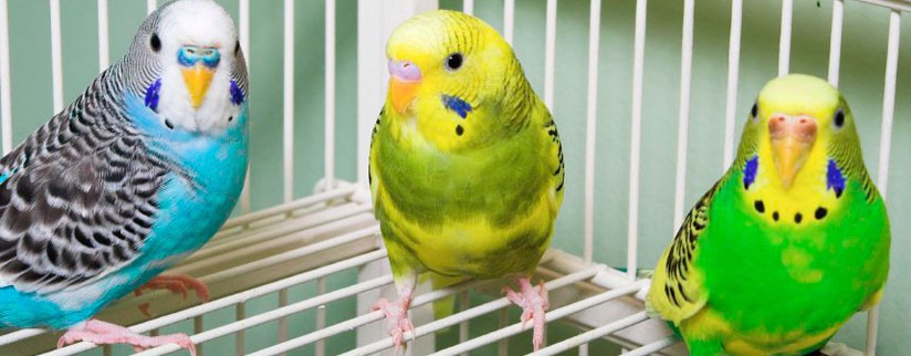 Что нужно в клетку волнистому попугаю?
