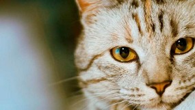 Гастрит у кота – симптомы и лечение