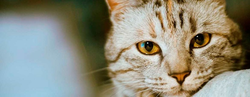 Фосфалюгель для кошек - от изжоги и боли в желудке