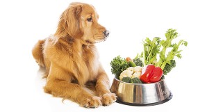 Гастрит у собаки – причины, симптомы, диета