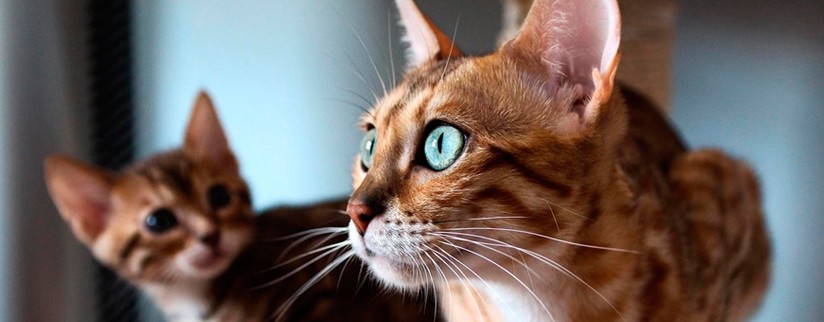 Интересные факты про кошек и котов
