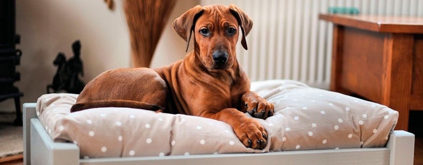 Как подобрать размер лежака для собаки?