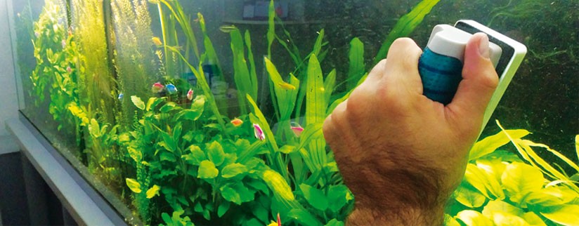Как правильно ухаживать за аквариумом?
