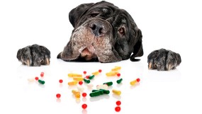 Какие витамины давать собаке при натуральном кормлении?