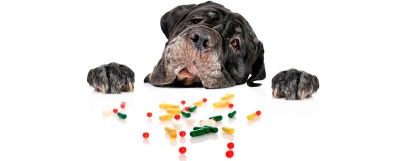 как давать витамины собаке при натуральном кормлении