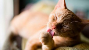 Какие витамины нужны кошке для шерсти?