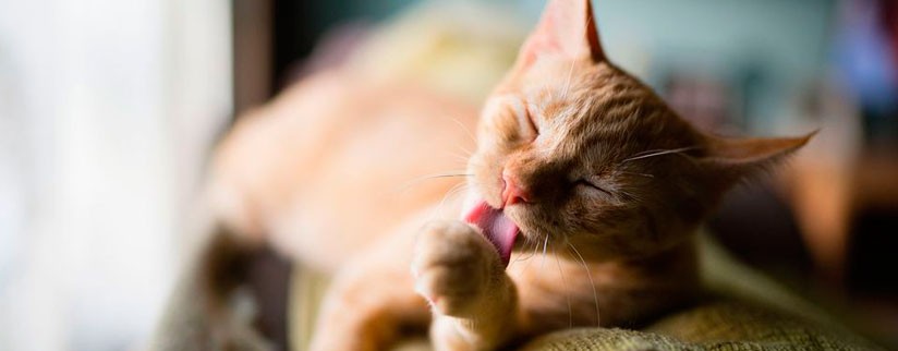 Какие витамины нужны кошке для шерсти?