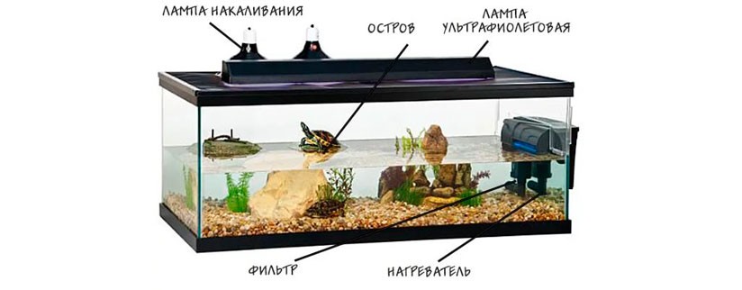 Создание среды обитания для красноухой черепахи в аквариуме(акватеррариуме)