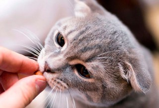 Мочекаменная болезнь у кошек лечение в домашних условиях