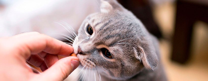 Мочекаменная болезнь у кошек и котов: лечение в домашних условиях