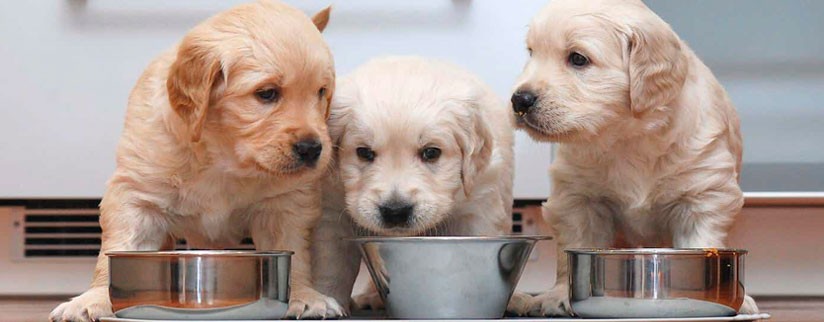 Можно ли кормить щенка кормом для взрослых собак?