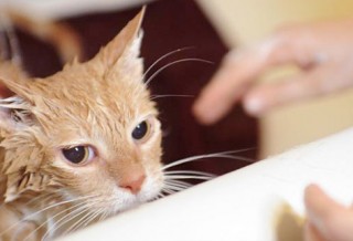 Можно ли мыть кота обычным шампунем?