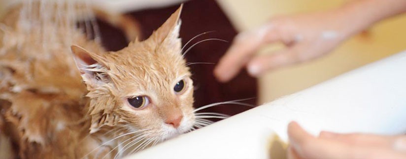 Можно ли мыть кота обычным шампунем?
