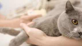 Почечная недостаточность у кошек: причины появления, симптомы, лечение