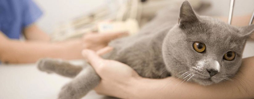 Почечная недостаточность у кошек: причины появления, симптомы, лечение