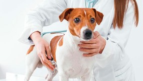 Почечная недостаточность у собак: причины появления, симптомы, лечение