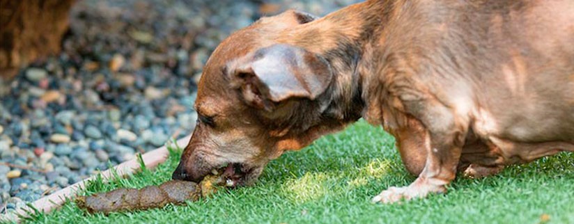 Почему собака ест свои экскременты?