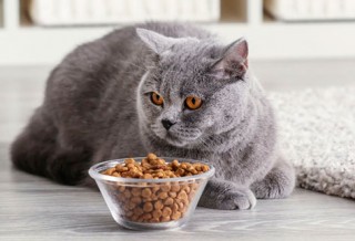 Правила кормления кошек сухим кормом