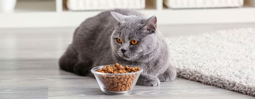 Правила кормления кошек сухим кормом