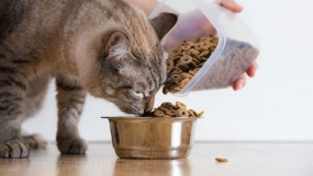 Сухой корм для кошек – какой лучше?