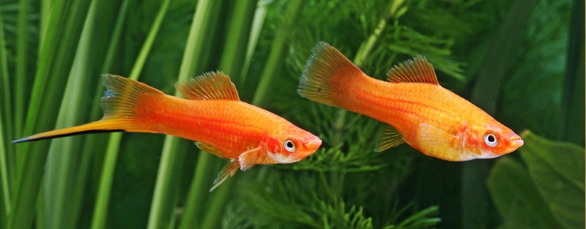 Какие аквариумные рыбки самые живучие?