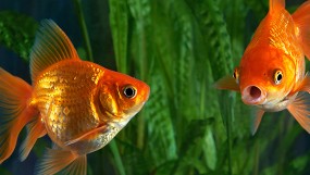 Золотая рыбка: разновидности, содержание и уход