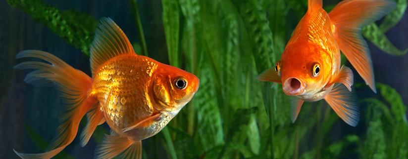 Золотая рыбка: разновидности, содержание и уход
